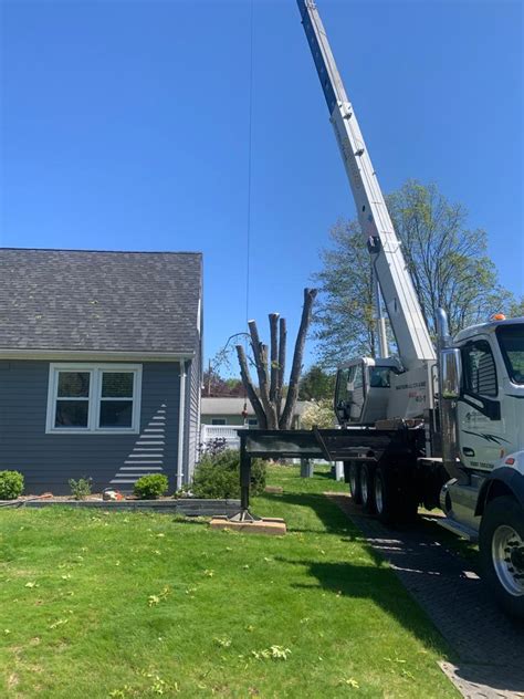 osorio tree service - lagrangeville